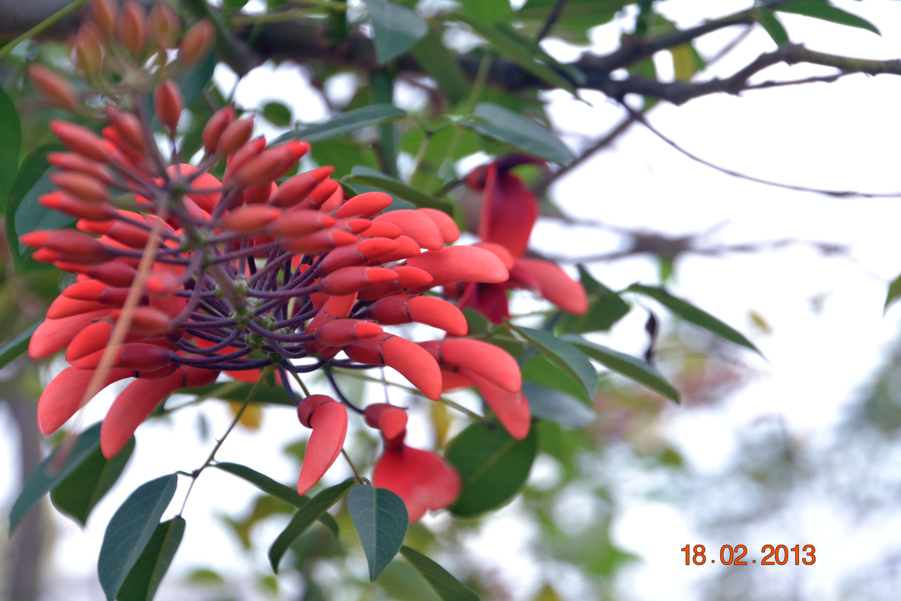 DSC_0629A.jpg