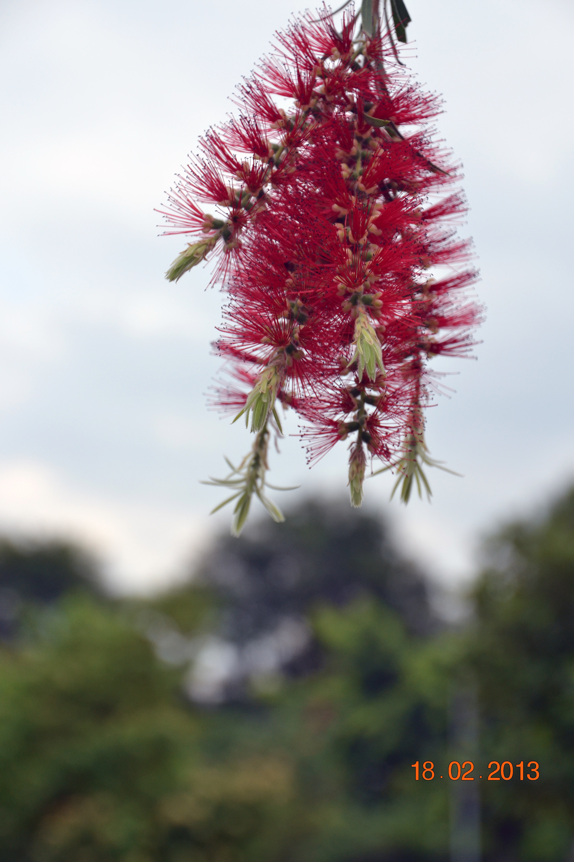 DSC_0634A.jpg