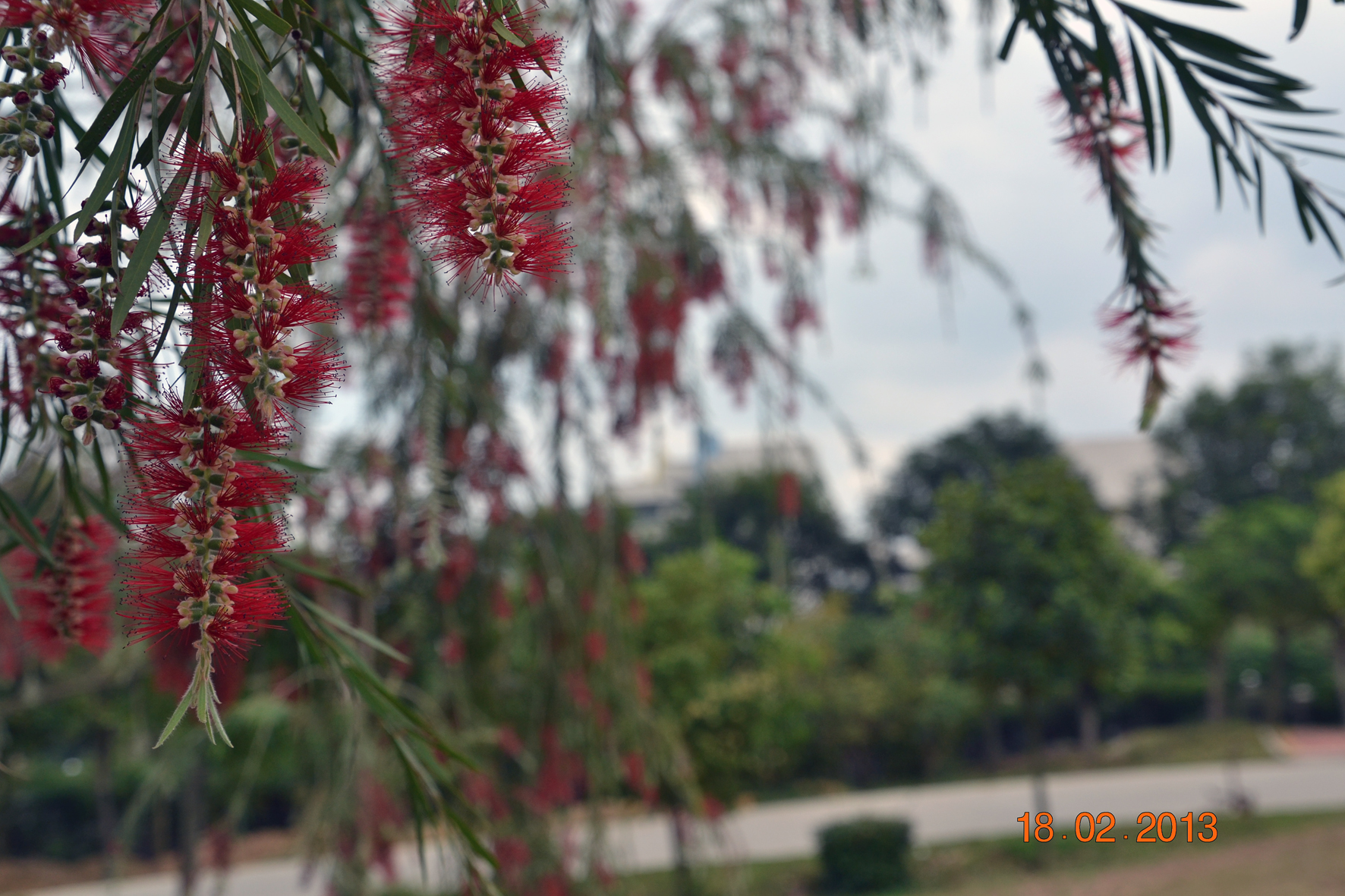 DSC_0636A.jpg