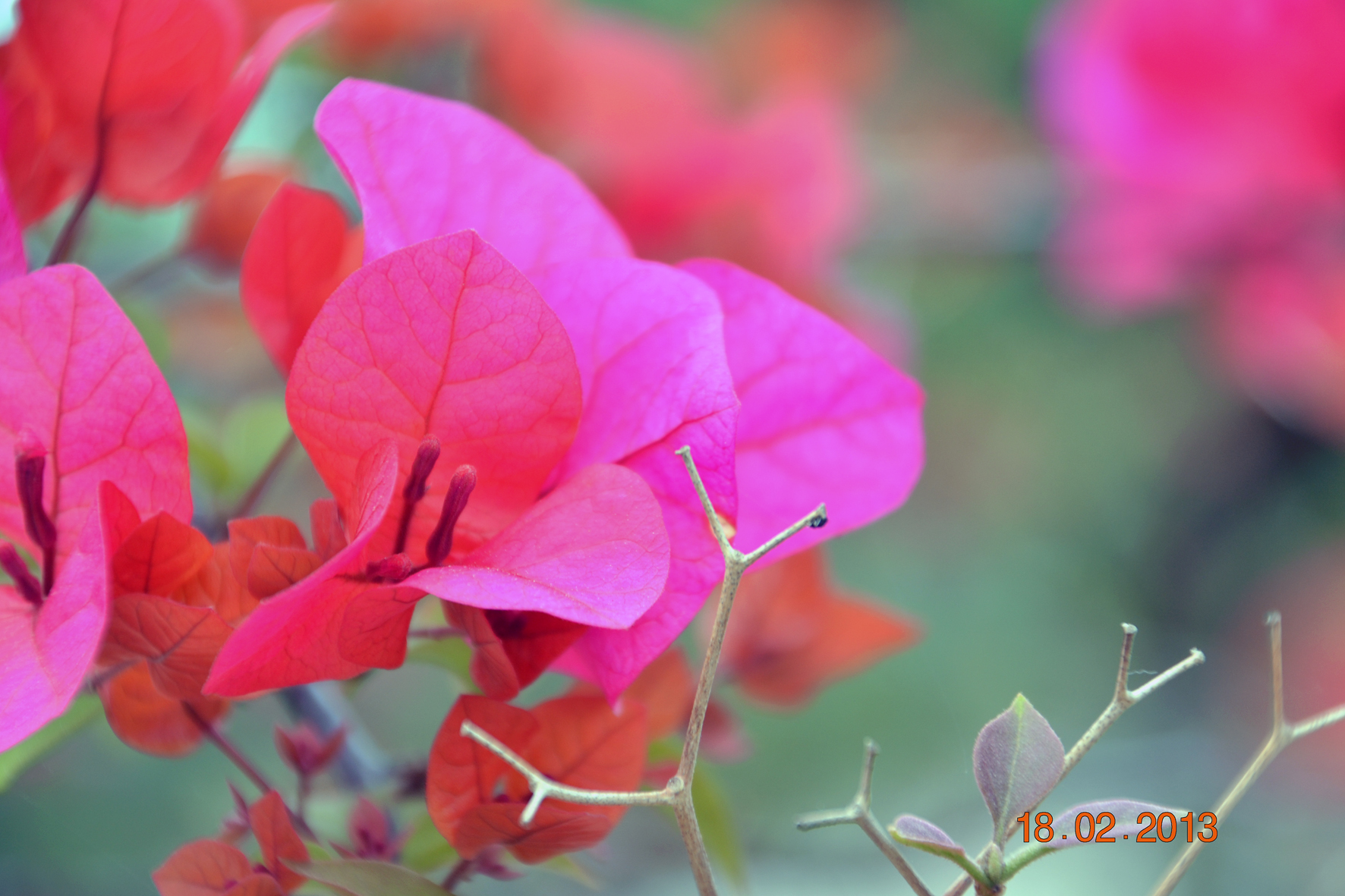 DSC_1685A.jpg