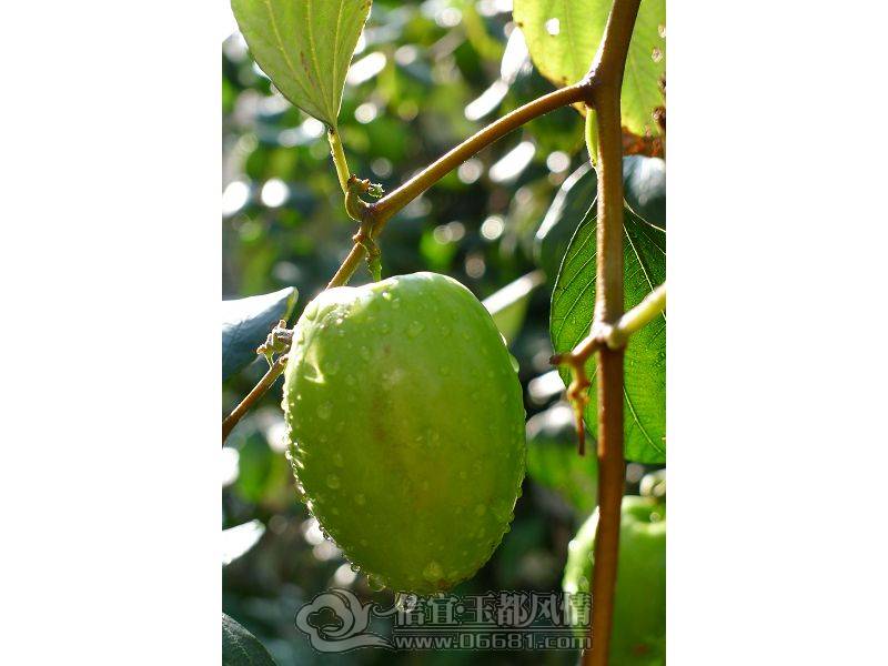 P1060061(001).jpg