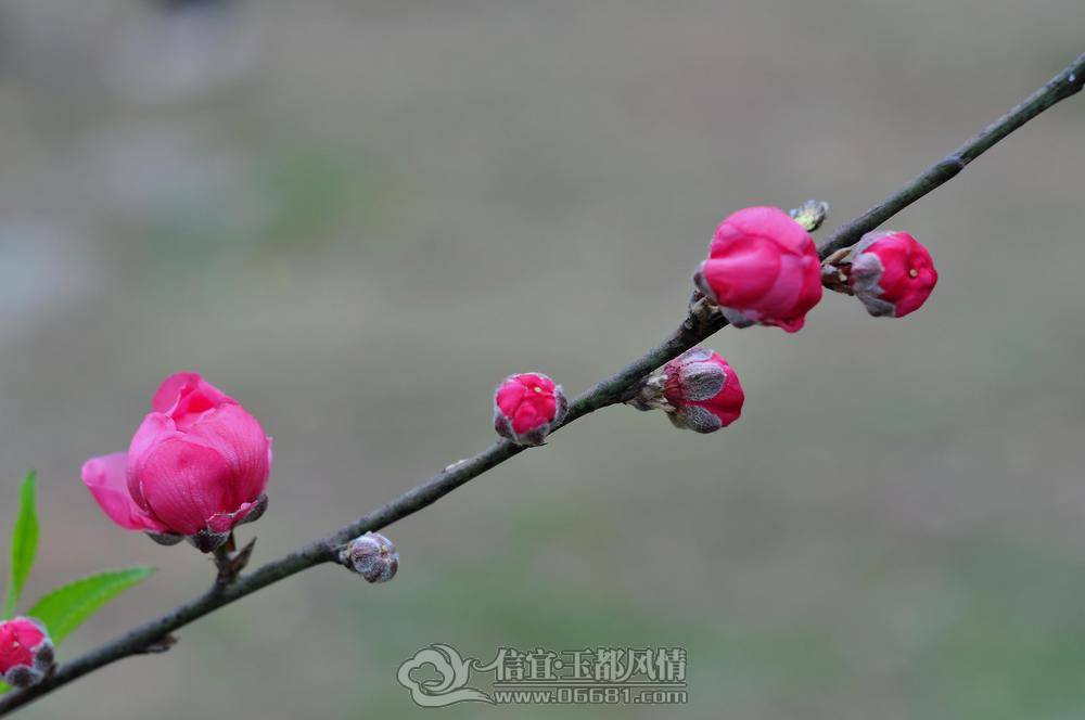 DSC_0253_nEO_IMG.jpg