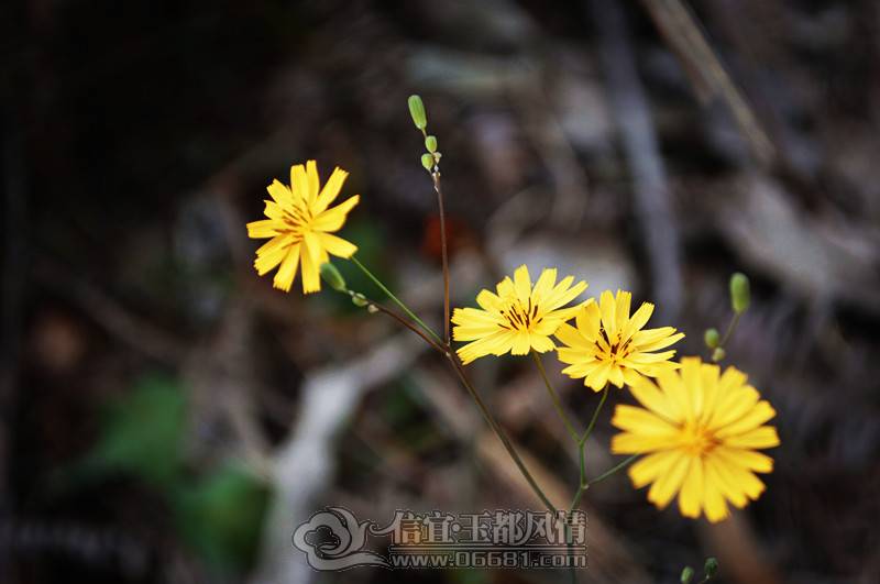 _DSC0349B_����.jpg