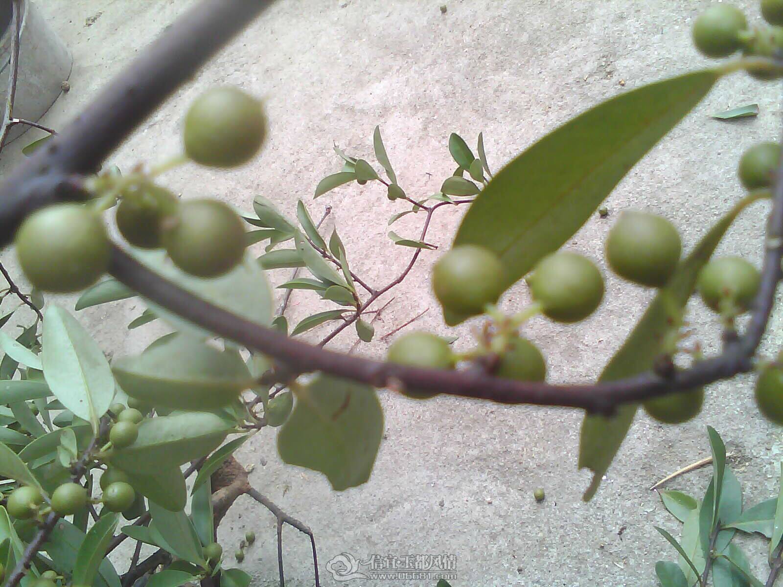 IMAG0264.jpg