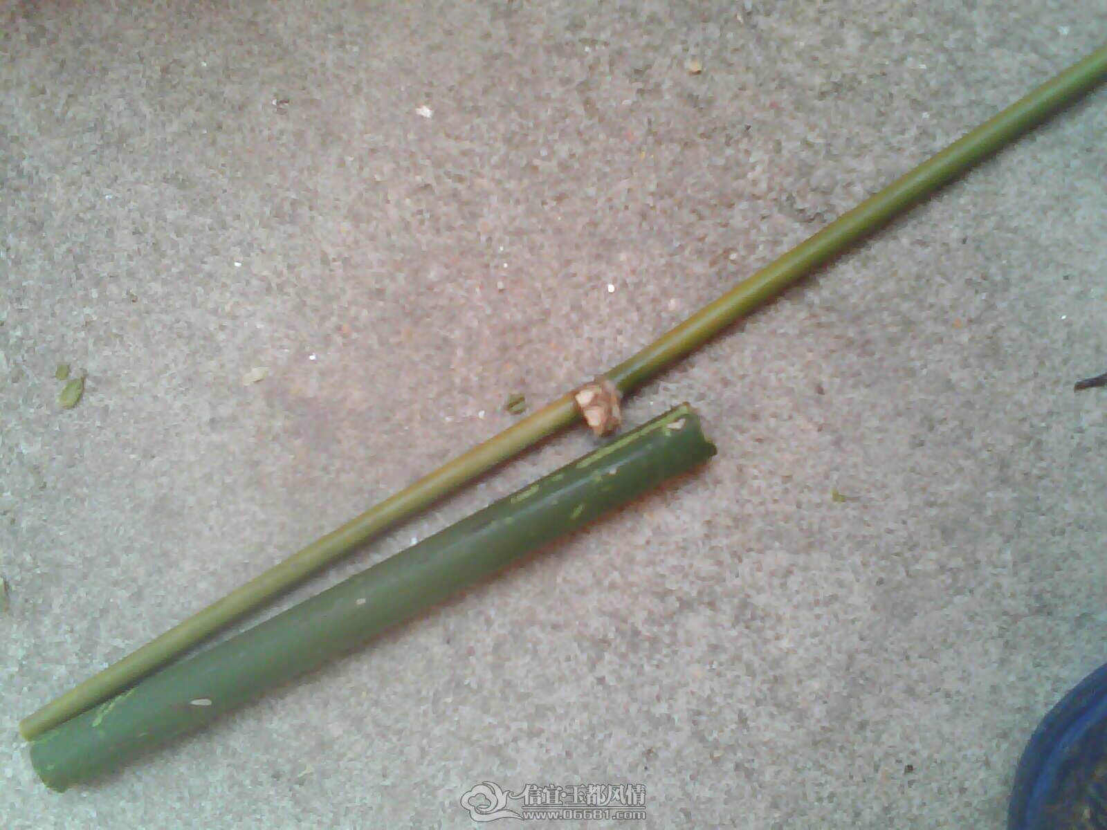 IMAG0266.jpg