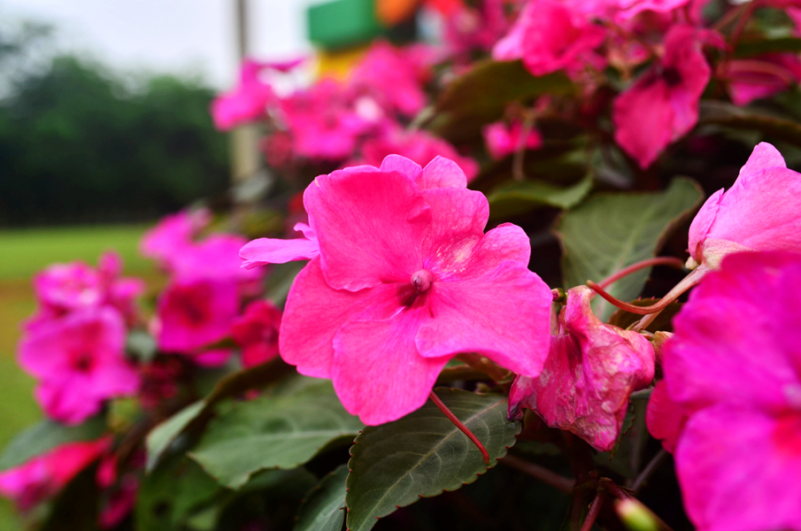 DSC_0435_����.jpeg
