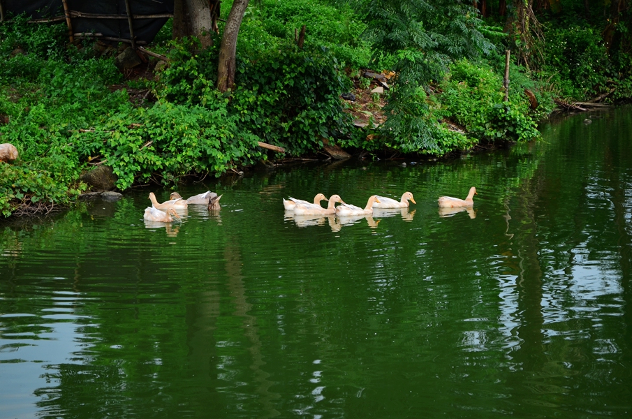 DSC_0617.JPG