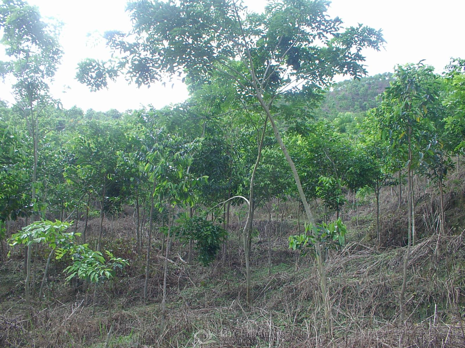 IMGP3850.JPG
