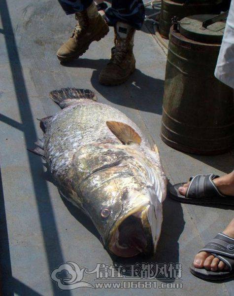 a_few_fishermens_biggest_catches_ever_640_08[1].jpg
