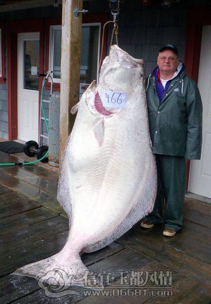 a_few_fishermens_biggest_catches_ever_640_13[1].jpg