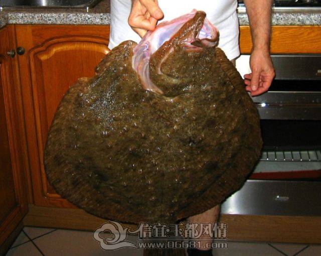 a_few_fishermens_biggest_catches_ever_640_25[1].jpg