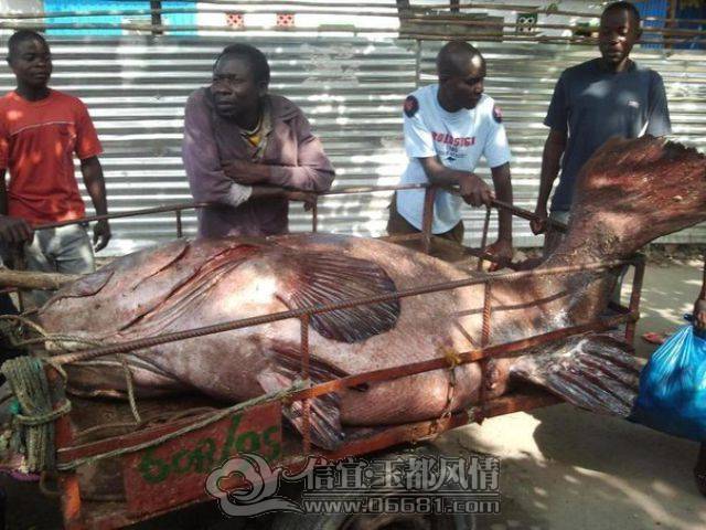 a_few_fishermens_biggest_catches_ever_640_27[1].jpg