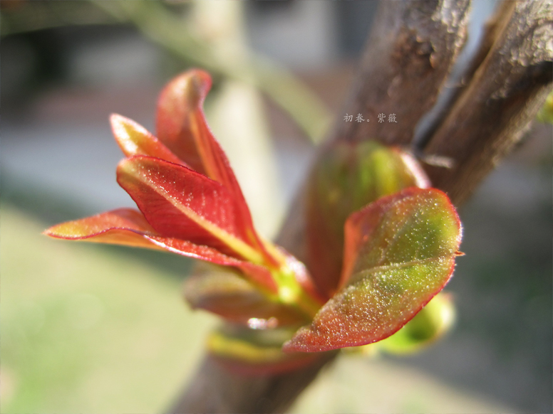 spring w7a.jpg