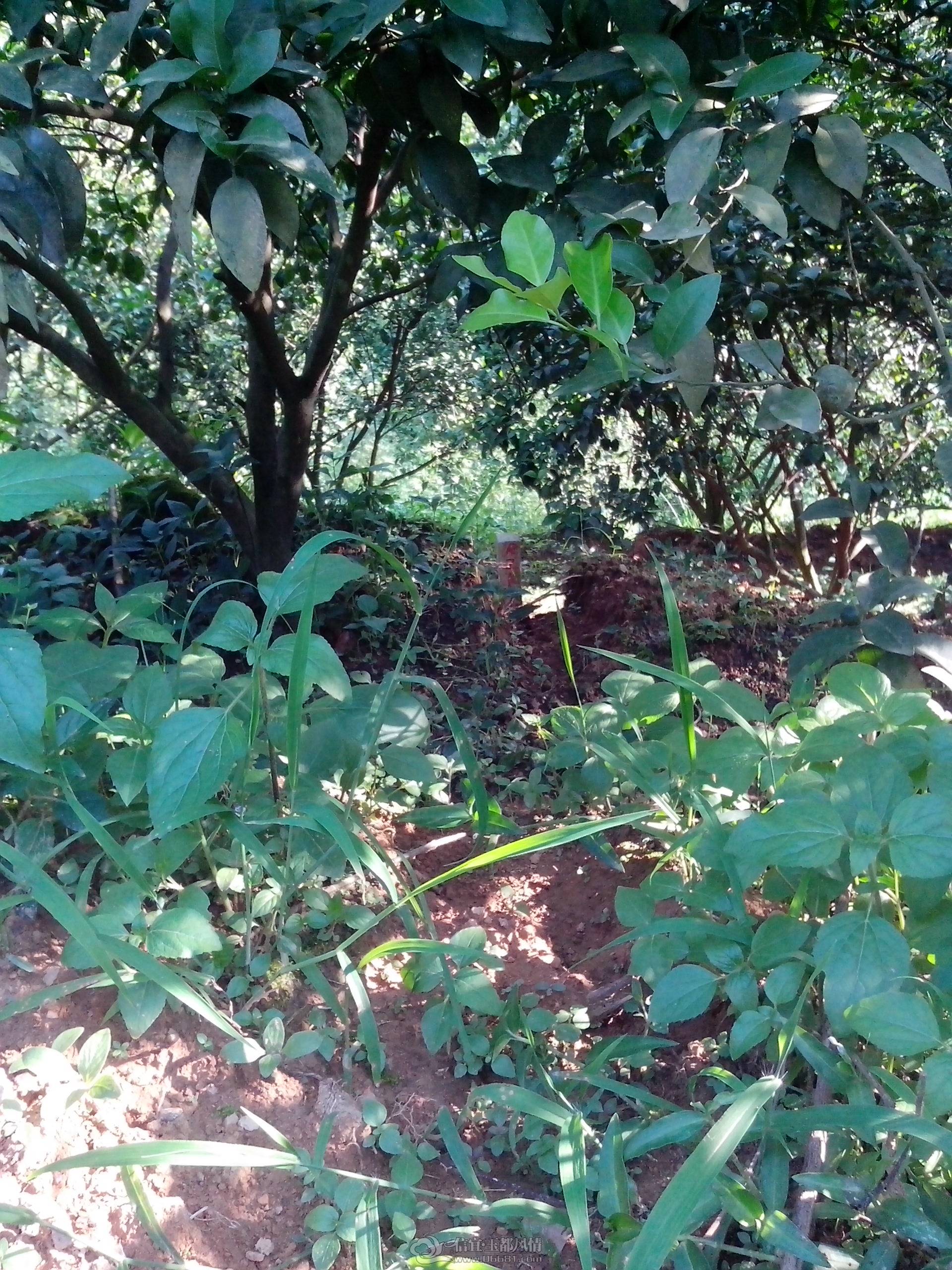 IMG_20130612_172355.jpg