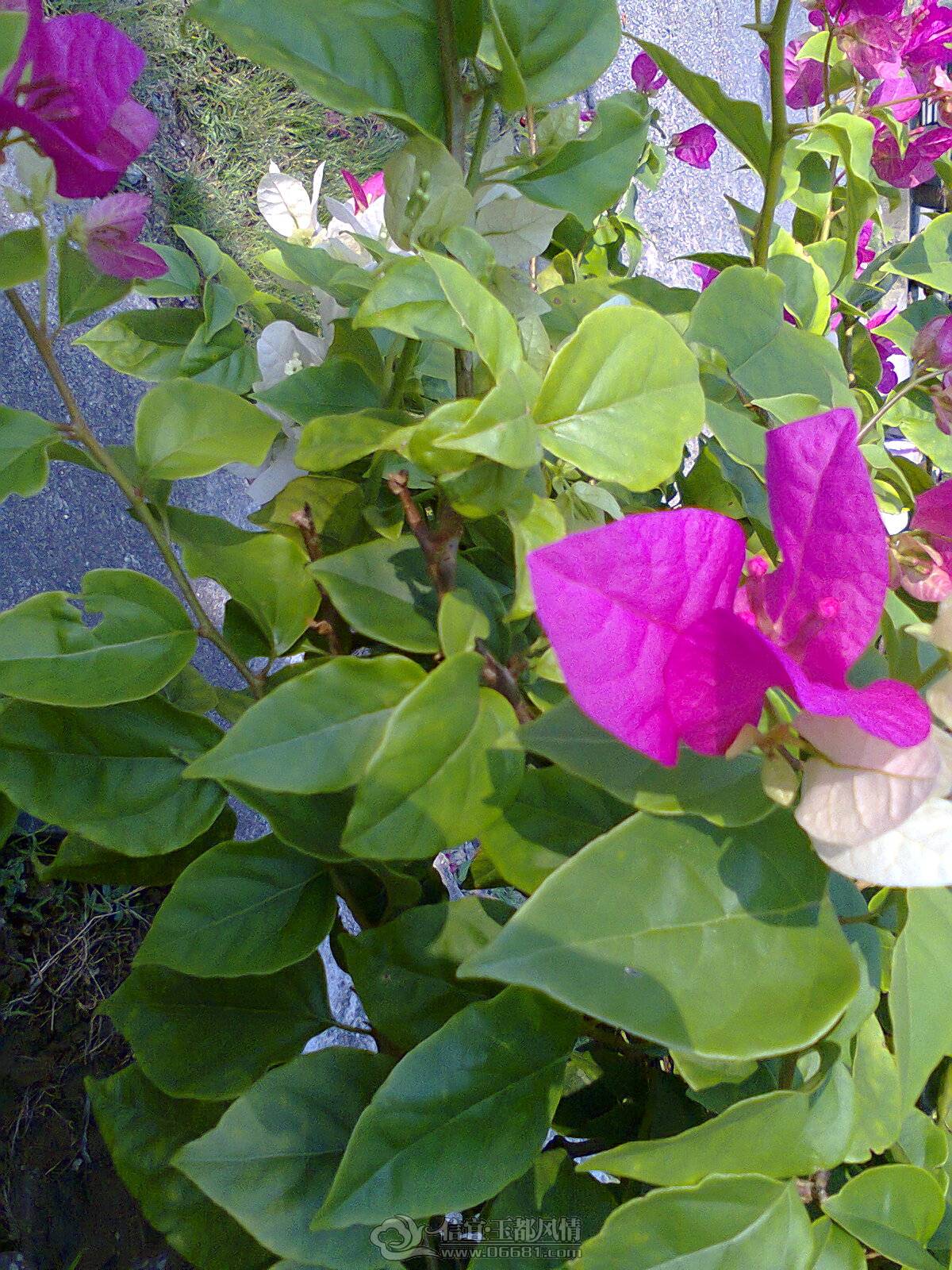��Ƭ0061.jpg