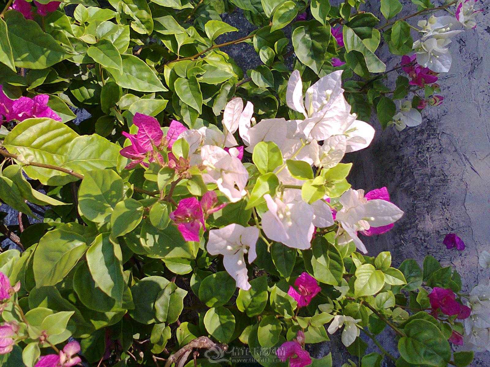 ��Ƭ0063.jpg