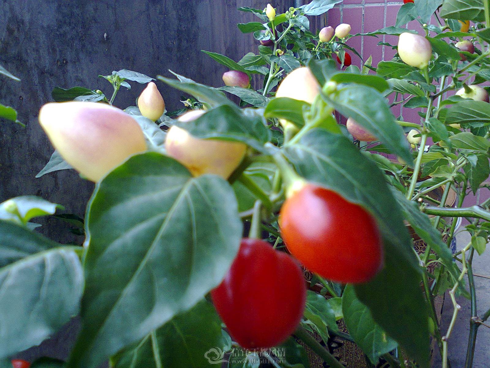 ��Ƭ0080.jpg