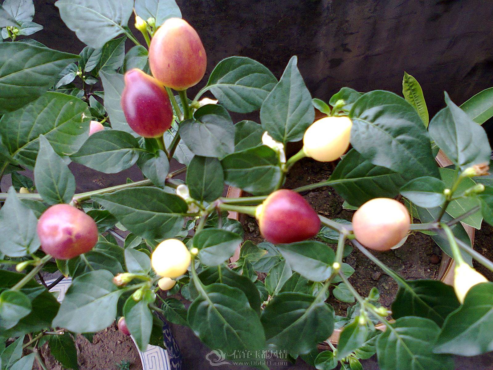 ��Ƭ0081.jpg