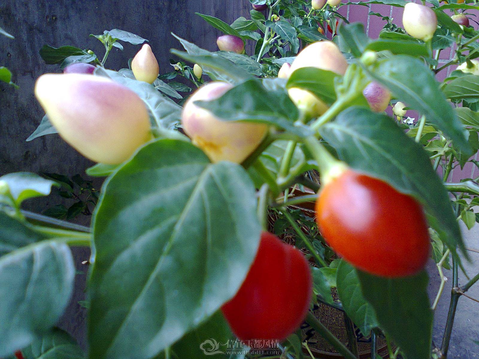 ��Ƭ0082.jpg