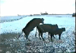 ι����˵����Ӧ�úú���ϰһ��.gif