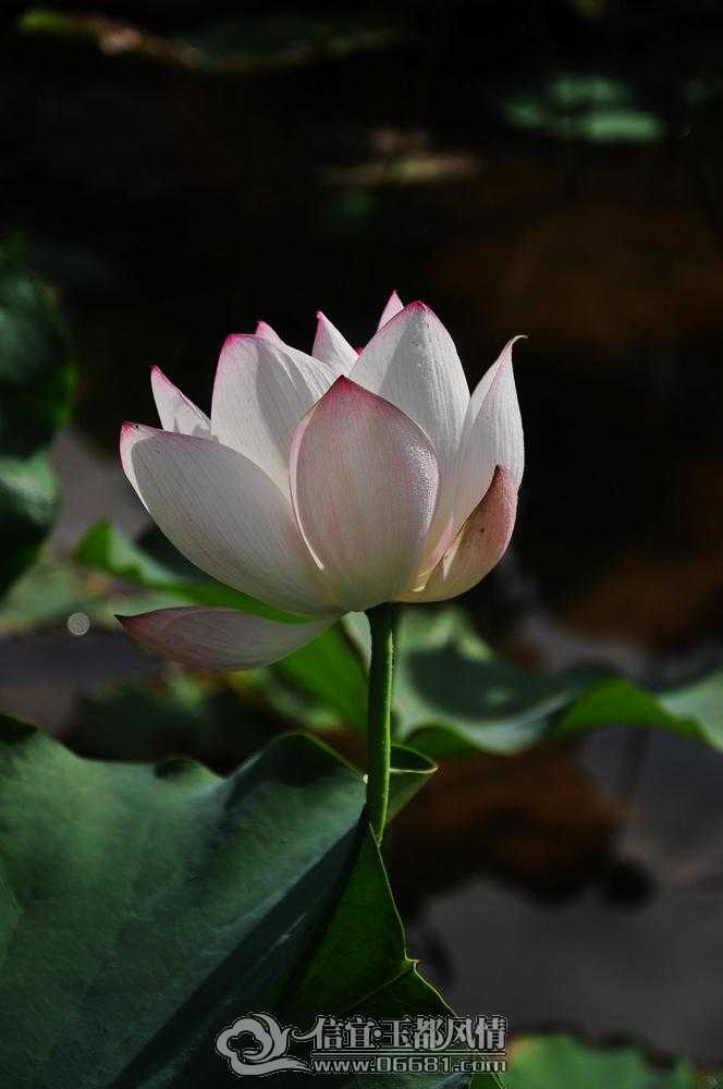 DSC_0210_nEO_IMG.jpg