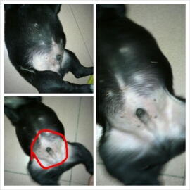 PhotoGrid_1374599635759.jpg