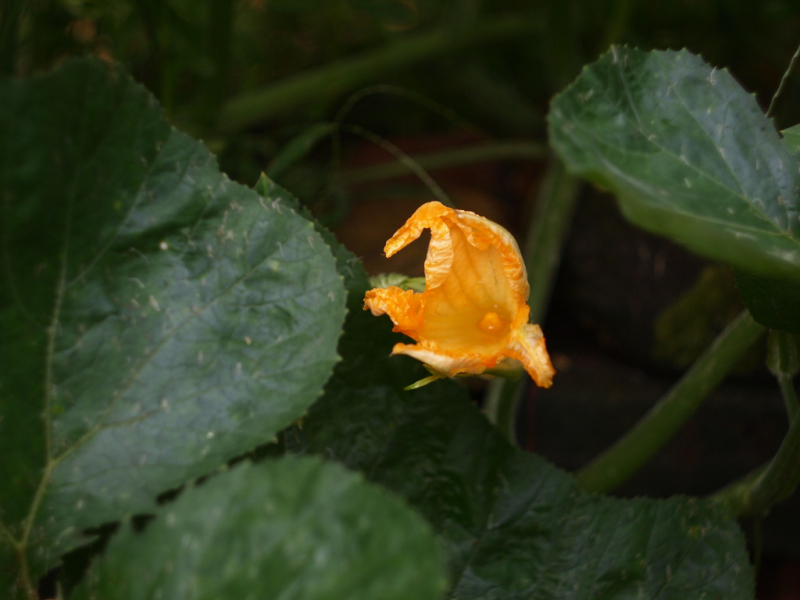 P1017662.jpg