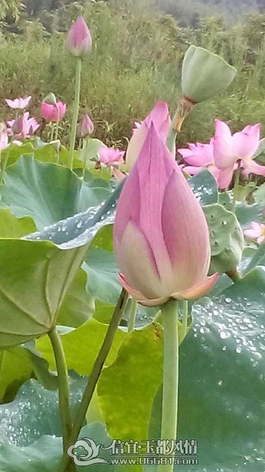 QQͼƬ20140628101115.jpg