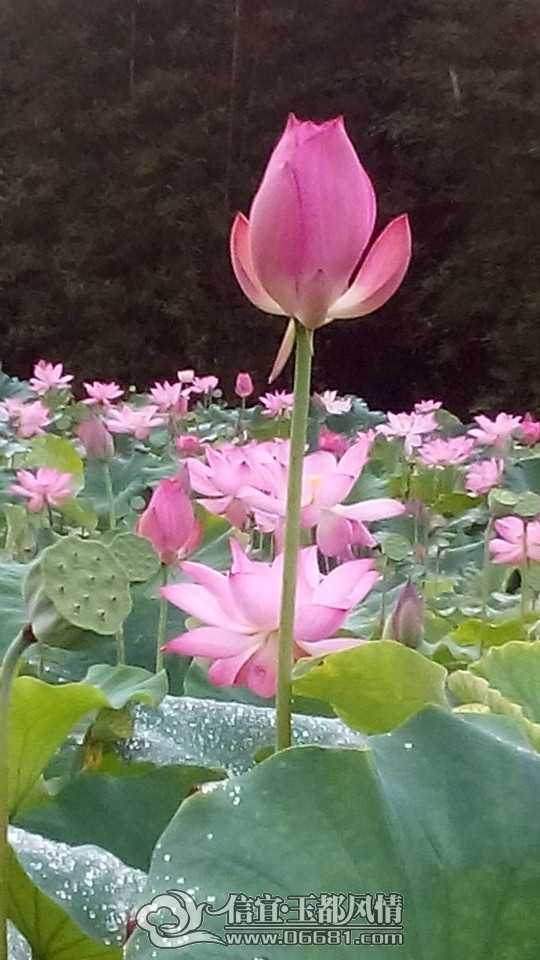 QQͼƬ20140628102054.jpg