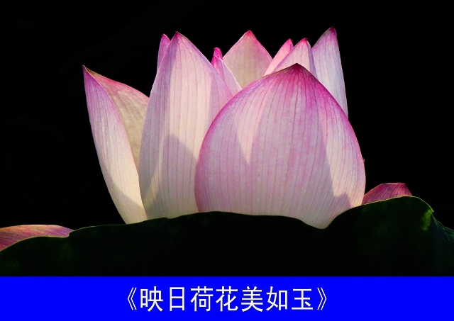 ��ӳ�պɻ�������.jpg
