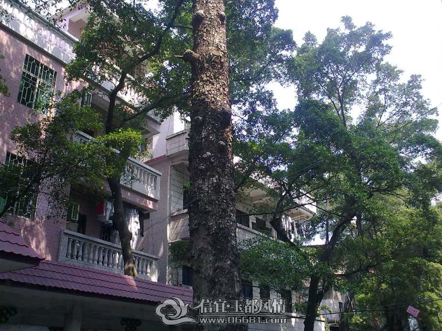 20090822907.jpg