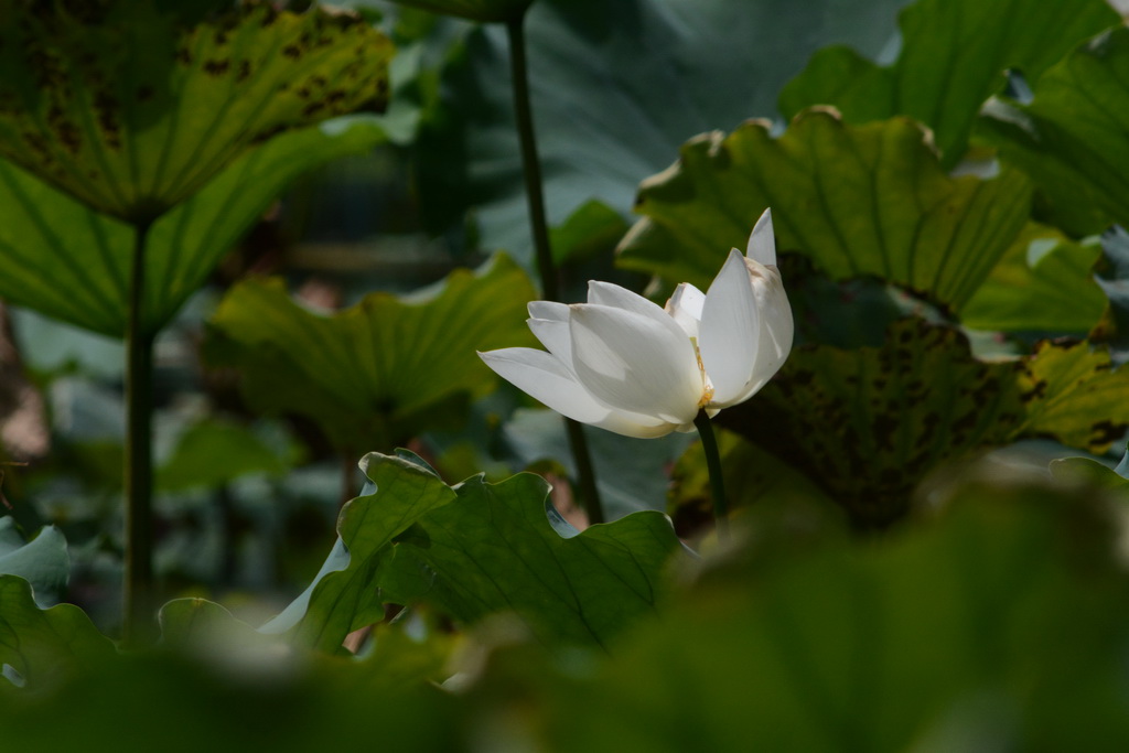 DSC_4723_exposure_������С.JPG