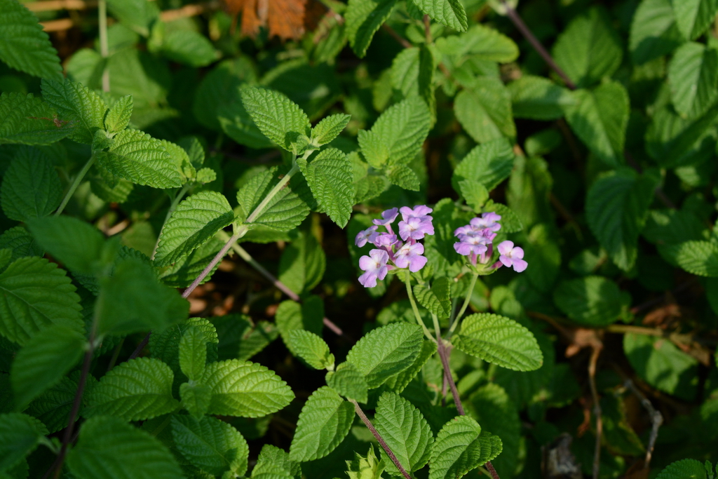 DSC_5338_������С.JPG