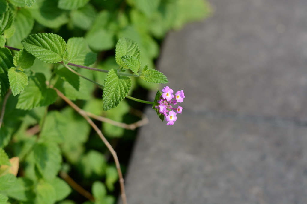 DSC_5344_������С.JPG