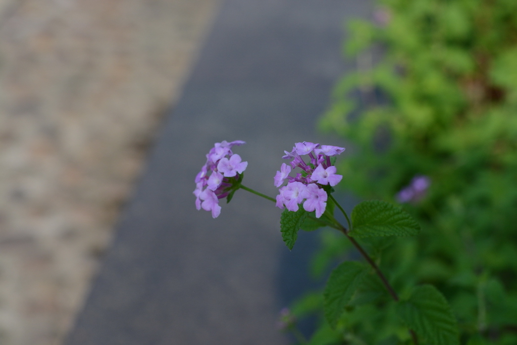DSC_5337_������С.JPG