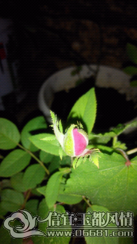 IMG_20141003_231306.jpg