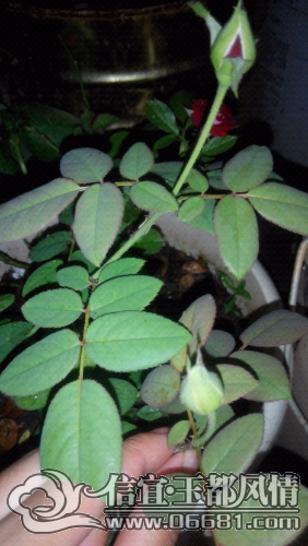 IMG_20141003_231544.jpg