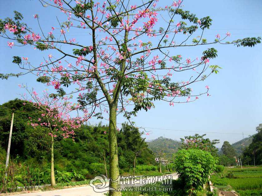 ľ�޻� 016.jpg