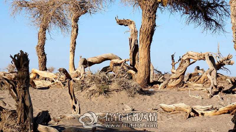 DSC00816_����.jpg