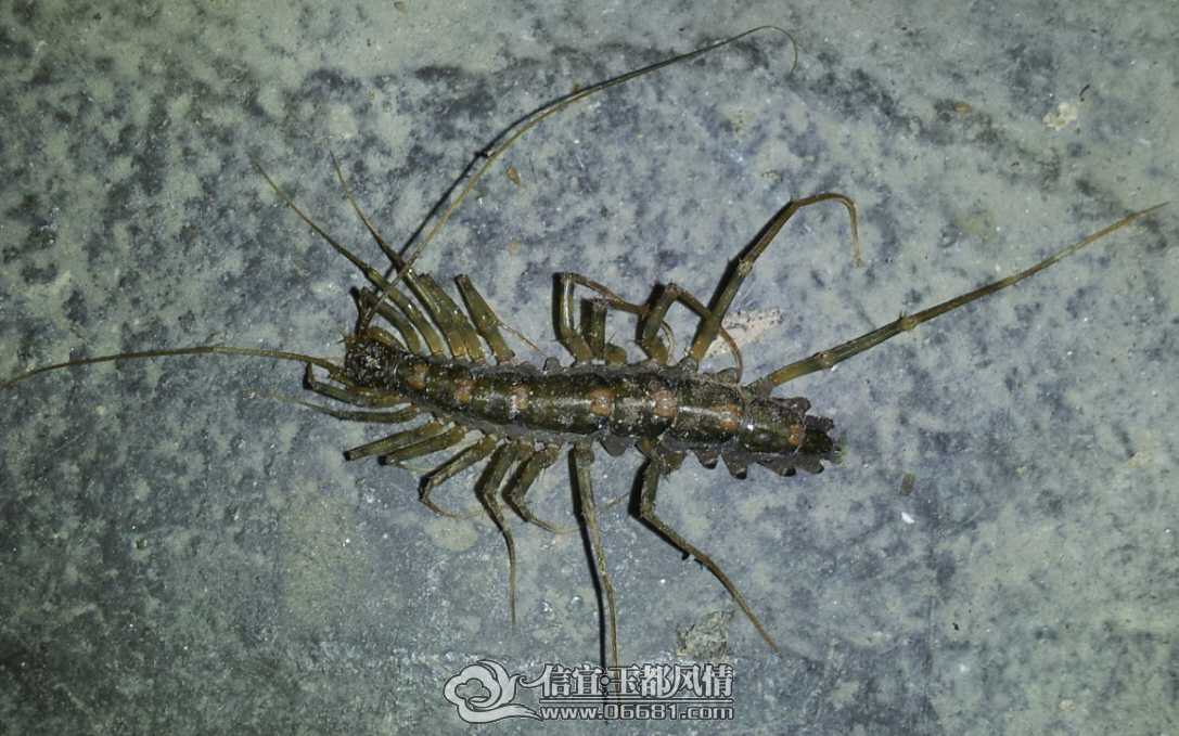 Snap1.jpg