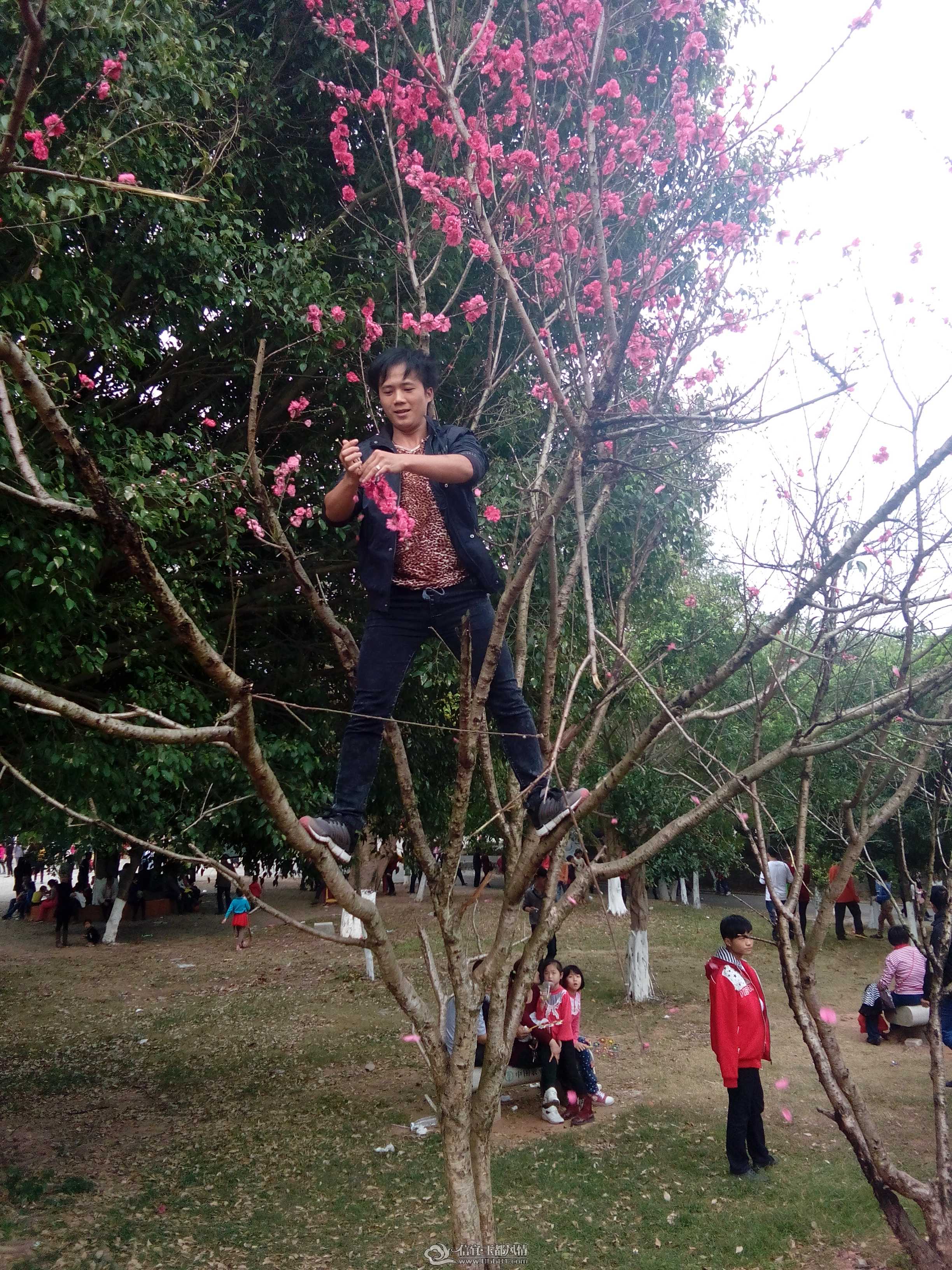 �񶼹�԰�һ����࿪�� �����ο�����������֦