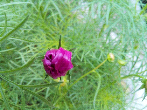 IMG_20150326_070026.jpg