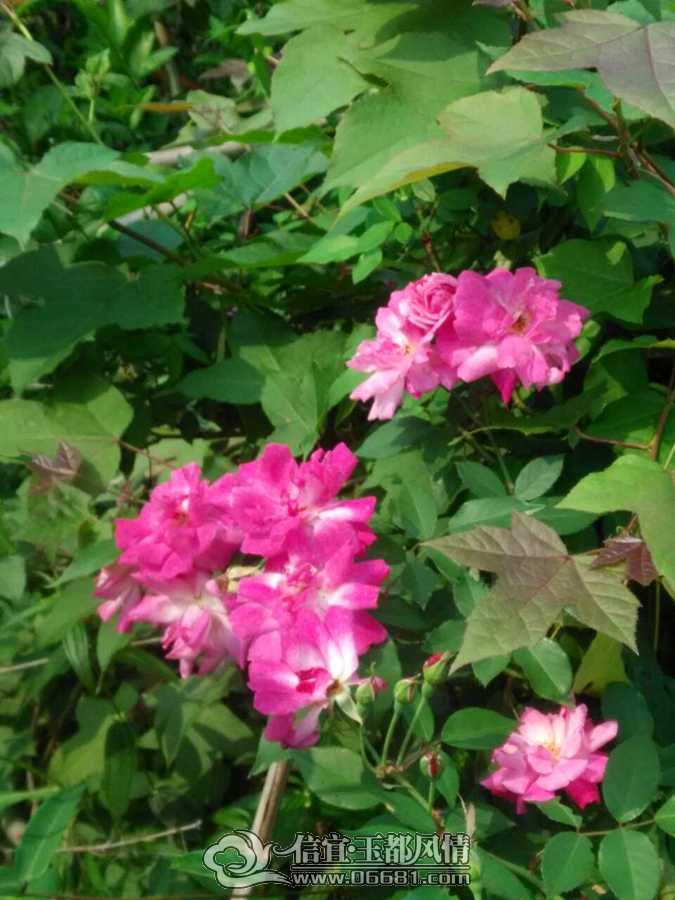 IMG_0595.JPG