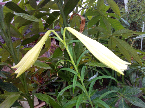 IMG_20150408_070612.jpg