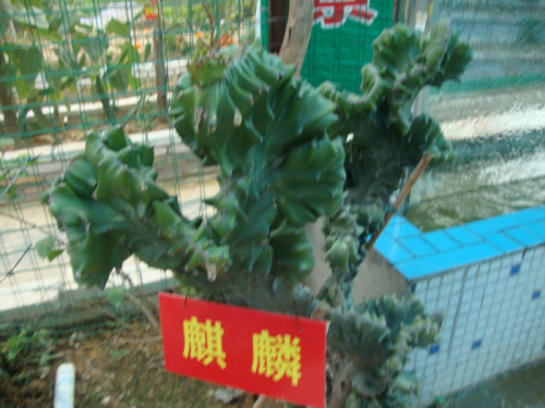 DSC09857.jpg