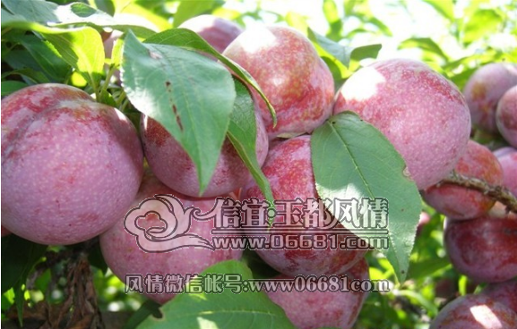 QQ��ͼ20150511142516.png