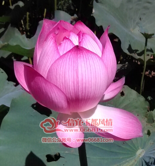 QQ��ͼ20150623115253.jpg