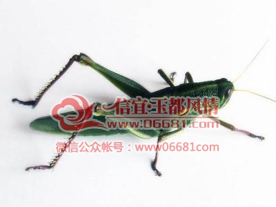u=2040220074,1826701591&amp;fm=23&amp;gp=0[1].jpg