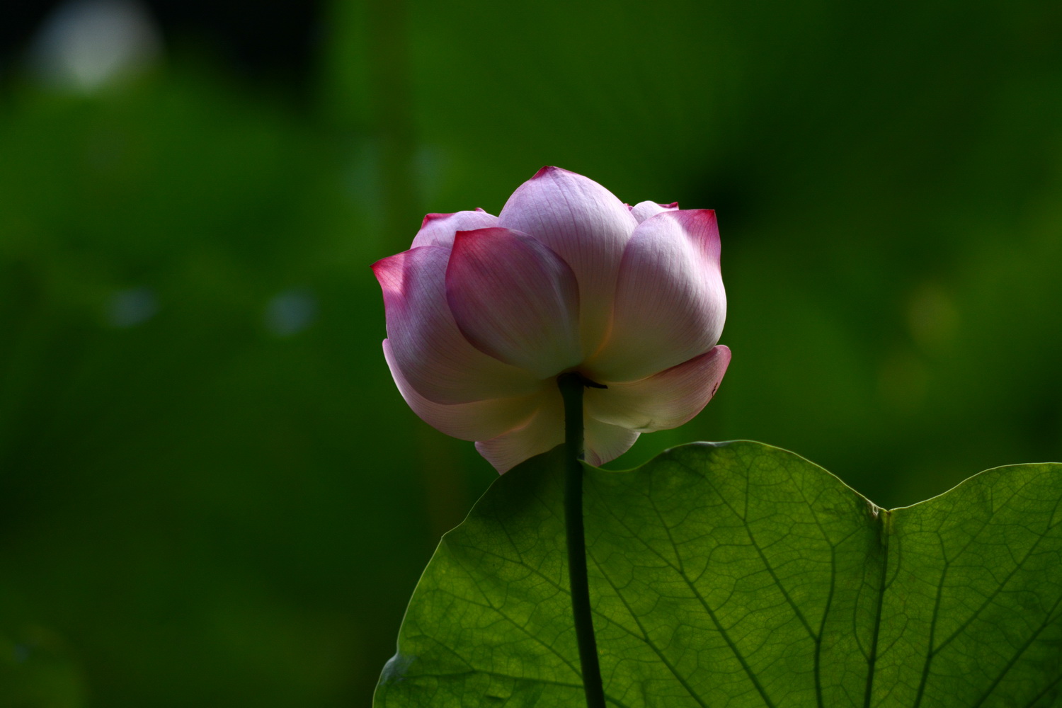 DSC_9019 ����_������С.jpg