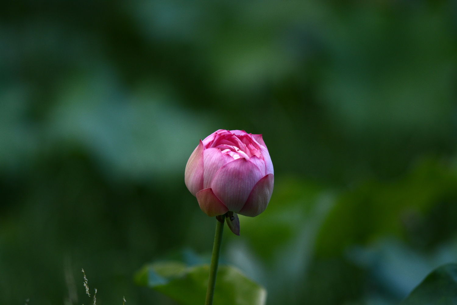 DSC_9038 ����_������С.jpg
